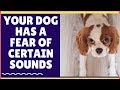 why your dog is whining constantly