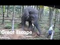 Wild elephant attackjust miss