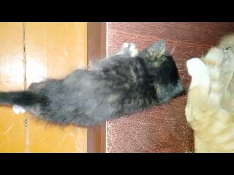 Ha, men hammani maglub qilaman. Ariella Ferrera ozining tajovuzkor yigiti tomonidan qattiq sikiladi