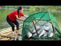 Harvesting river fish  2 year alone in forest  ella daily life