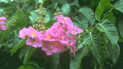 من أروع التلاوات للقارئ عزيز الحق نور عالم الأركاني