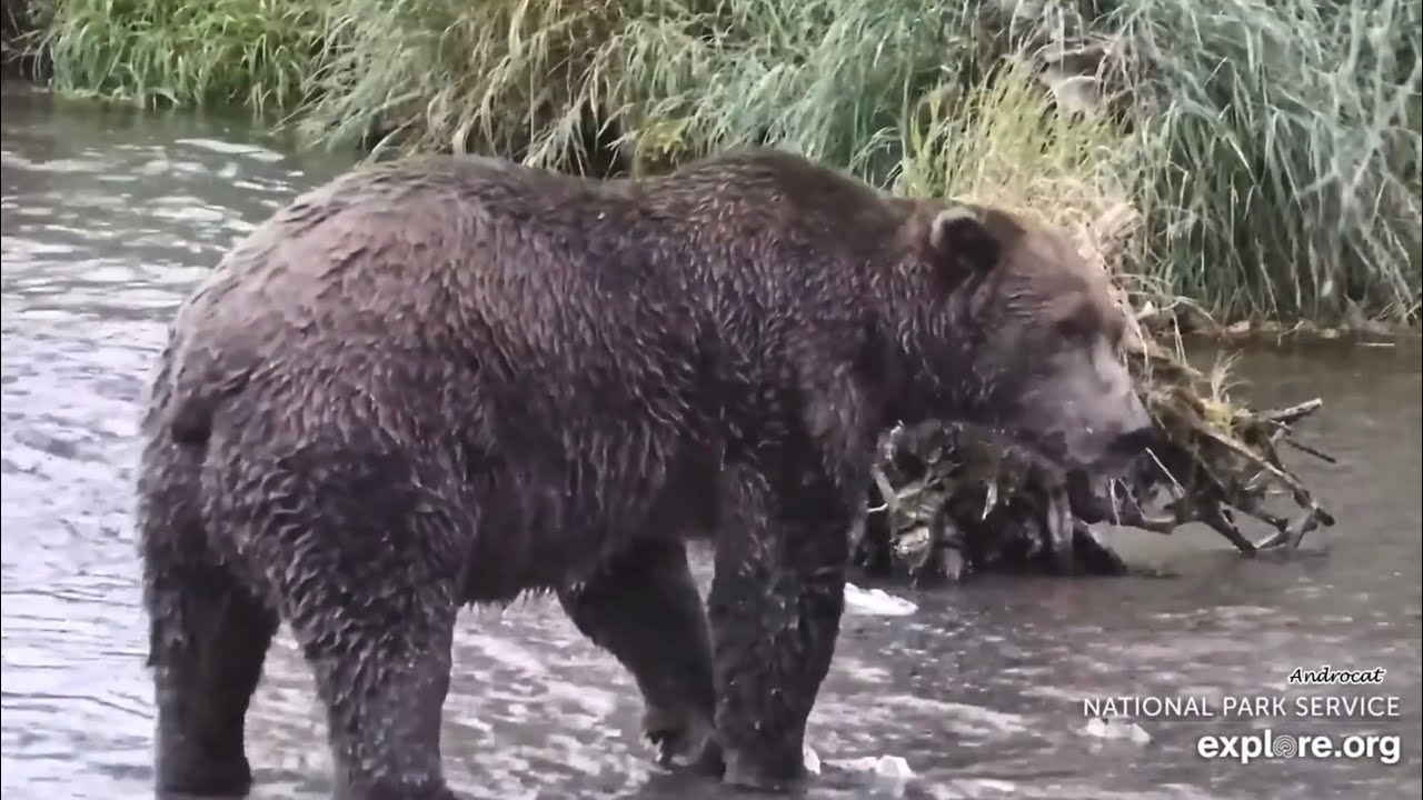 Katmai Bears 9-9-25.  Bear #217 Arrives, Injured Front Left Leg (Time Stamps Included).  explore.org