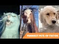 The Absolute Funniest Pets Of TikTok