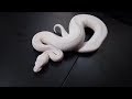 Ball pythons to get first.  Best beginner snakes for ball python breeding!