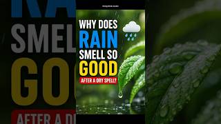 Why Does Rain Smell So Good After a Dry Spell? 🌧