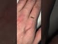 Brown inchworm in Carolina’s belong to the moth family Geometridae. Which means “Earth Measurer”