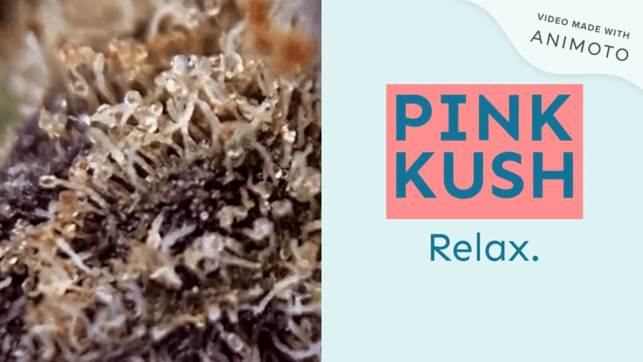 Prime Cannabis presents Pink Kush