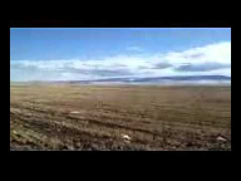 Injured bald eagle released into Montana wild