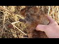 Mink and Muskrat Trapping in small Creeks