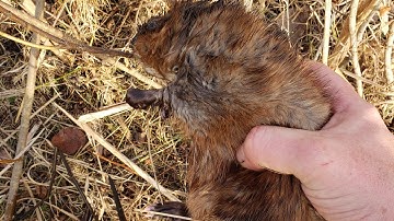 Mink and Muskrat Trapping in small Creeks