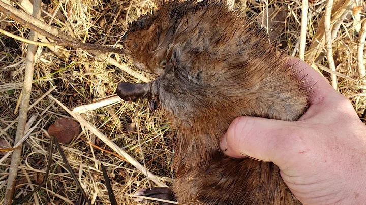 Mink and Muskrat Trapping in small Creeks