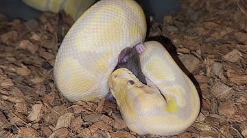 Headshot !!! Python Catches Rat - Warning Live Feeding