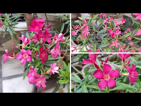 Video: Anledningar till att Oleander inte blommar - Hur man får Oleanderblommor