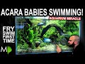SOUTH AMERICAN TANK: Blue Acara Fry Swimming!! (Fish Room Update)