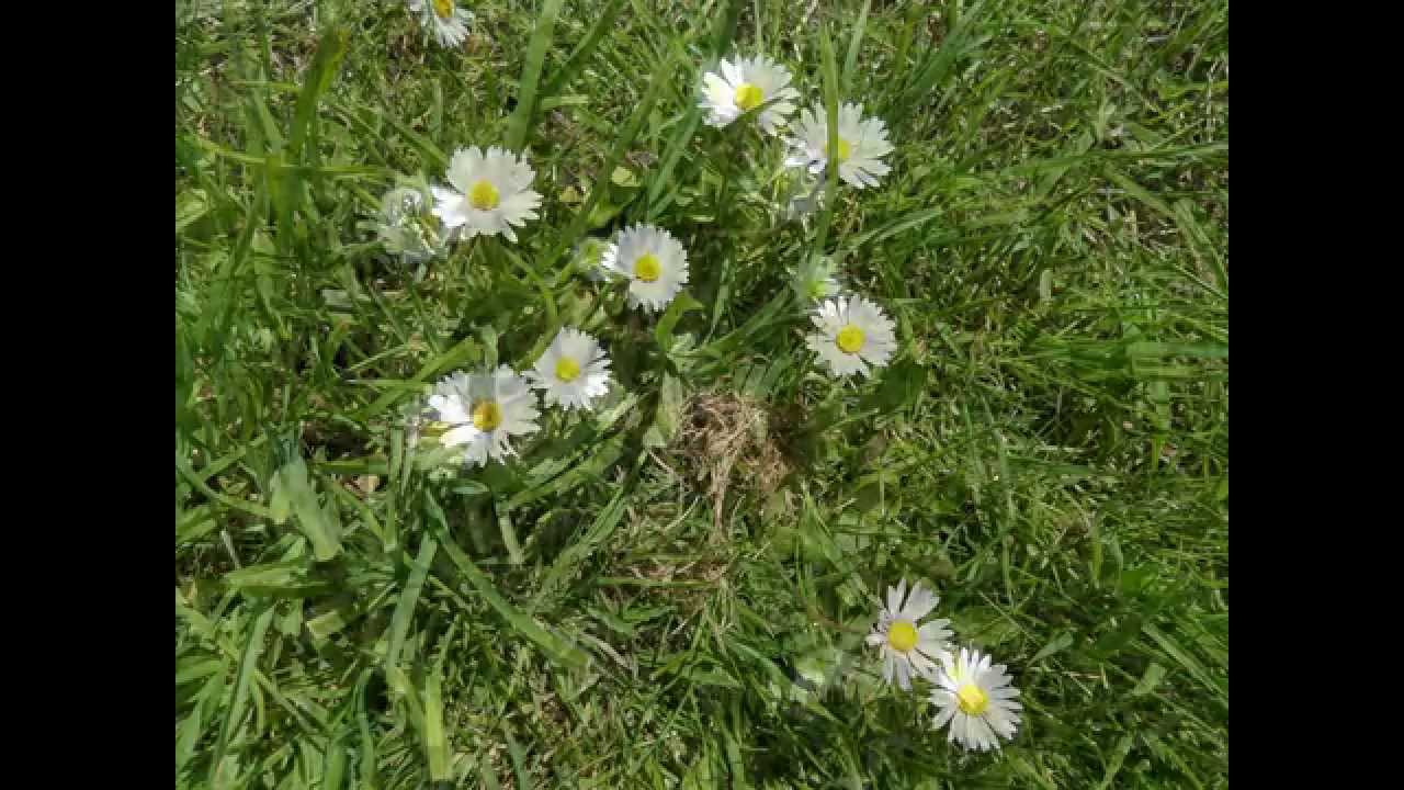 Origins of Plant Names Daisy = 'Day's Eye or the Eye of the Day