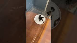 Pixie Frog Vs Mealworm *WARNING LIVE FEEDING*