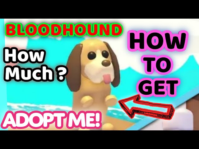 Bloodhound, Adopt Me! Wiki