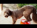 Allergen Alert Service Dog Task Allergen Alert Service Dog Task