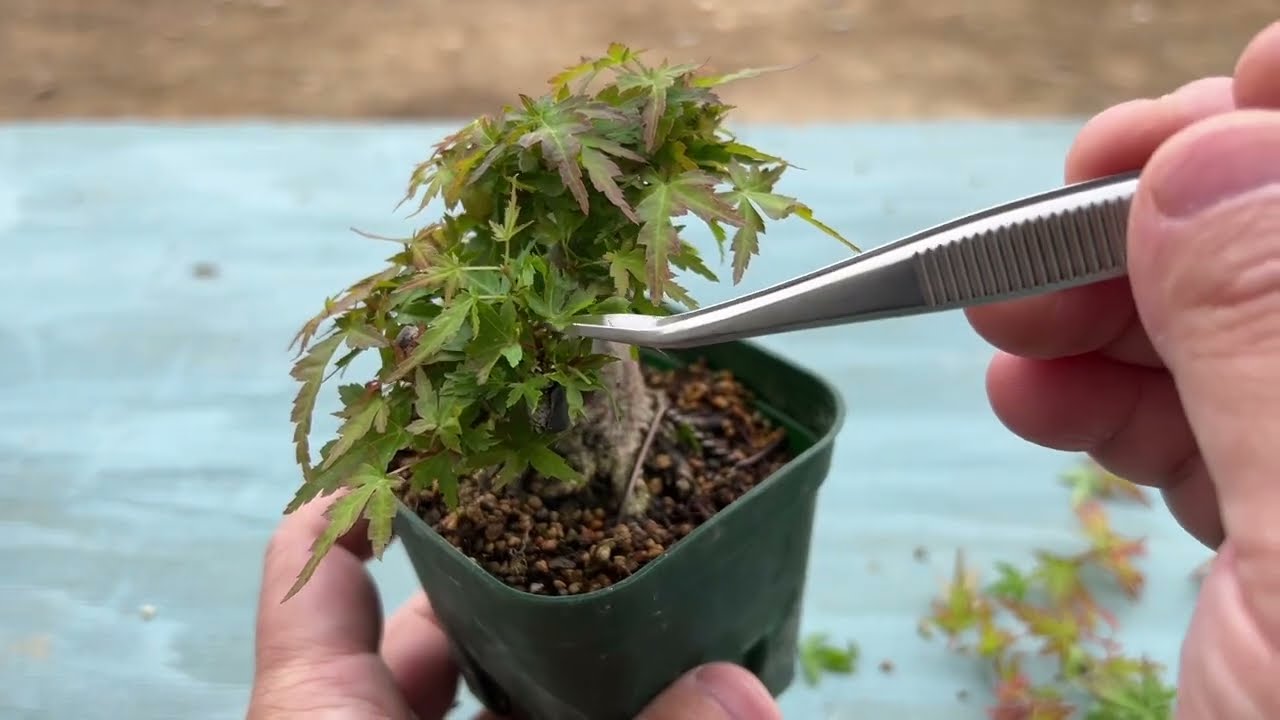 YMJ11】琴姫もみじの密集具合がすごい - YouTube