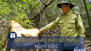 Nghệ An: Tại sao hàng loạt cán bộ bảo vệ rừng nghỉ việc? | VTC1