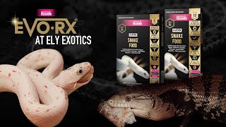 Feeding Snakes! Arcadia Reptile EvoRx in Action!