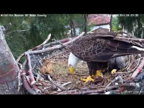 Mustang 3. форд мустанг v6 vortech. Ford mustang v6 2010 engine. P v 6. Supercharger v6 honda.