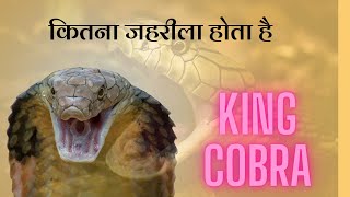 king cobra #king #kinemaster #cobra #anime #animals #animal #viral #popular #video #viralvideo