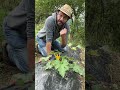 Raccogliere i fiori di zucchina giusti