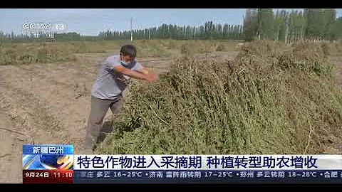 [新闻直播间]新疆巴州 特色作物进入采摘期 种植转型助农增收| CCTV - 天天要闻