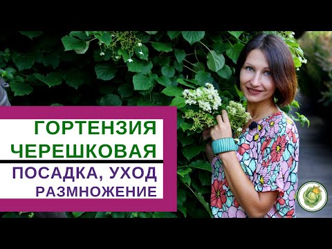 ГОРТЕНЗИЯ ЧЕРЕШКОВАЯ прекрасное растение для вертикального озеленения//особенности посадки и ухода