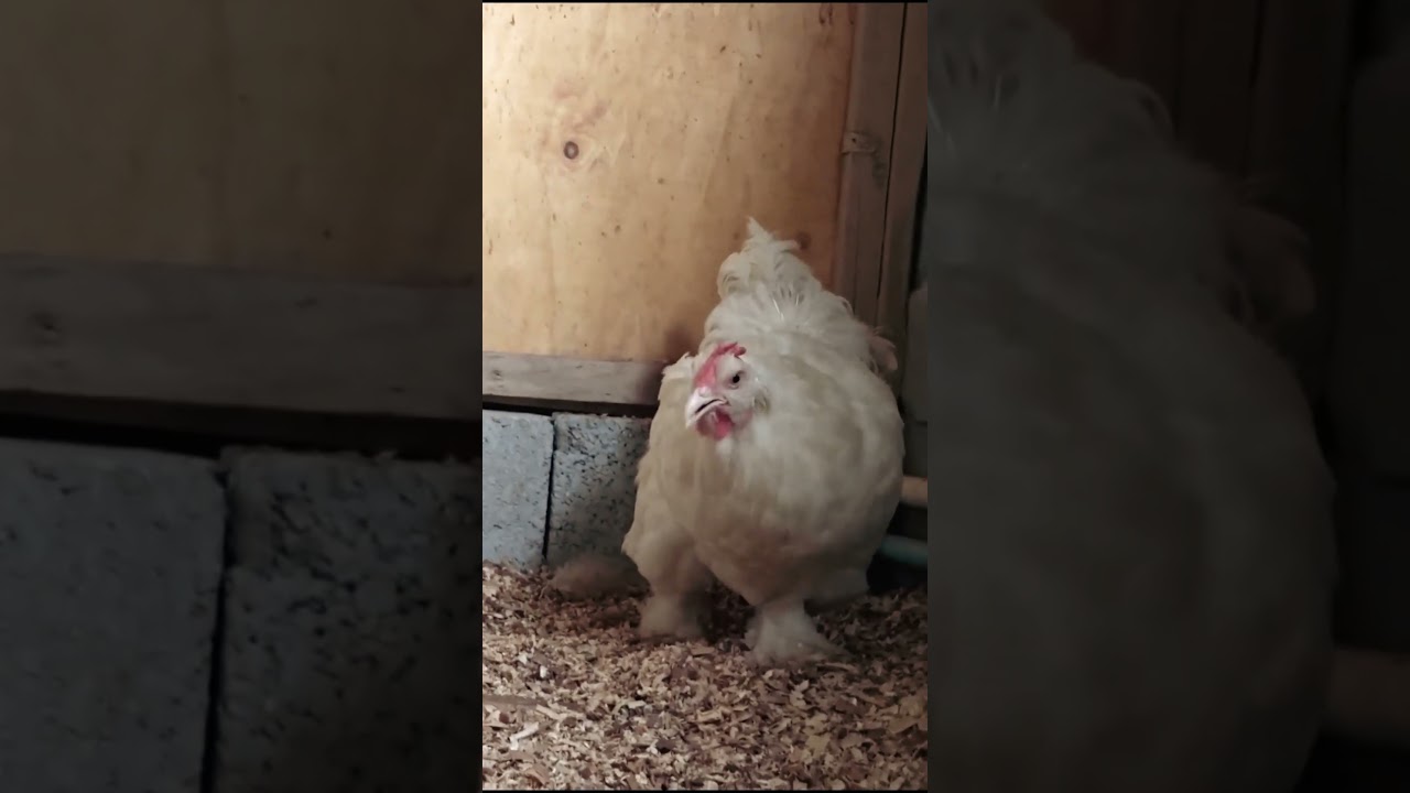 White Buff For Sell 🐔 I 03172672897 I Ahmed Fancy Birds I Karachi I Daily Updates