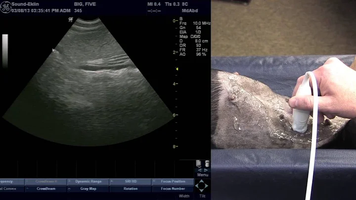 Veterinary Ultrasound Training - Scanning The Spleen