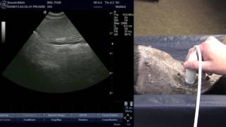 Veterinary Ultrasound Training  Scanning The Spleen