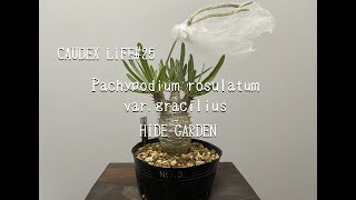 【CAUDEX LIFE#25】Pachypodium rosulatum var. gracilius 至高の一株