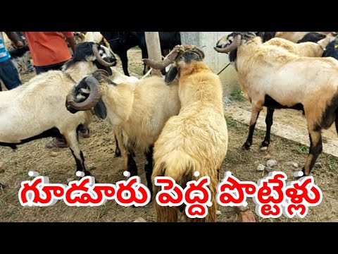 BIGGEST SHEEPS RAMS GUDUR FRIDAY MARKET 30 10 2020