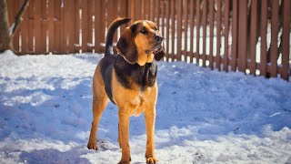 How to Train Your Bloodhound to Track Specific Scents