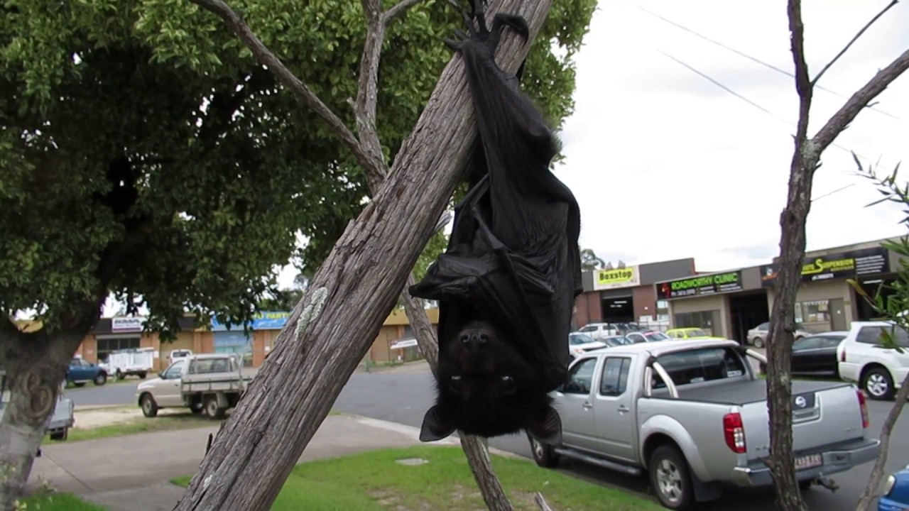Tiny baby bat all alone in a tree YouTube