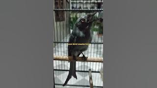 SRIGUNTING ABU ABU ISIAN CILILIN, TENGKEK BUTO, KAPAS TEMBAK, PELATUK BAWANG, PRENJAK BETINA