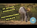 Explore: 60 Second Scenarios: Photographing Wildlife