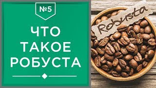 Робуста | Что такое кофе робуста, ее минусы и плюсы☕