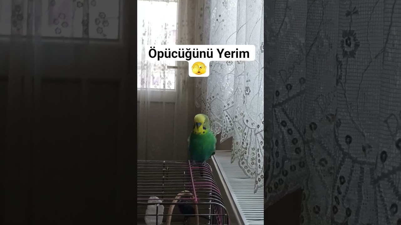 Kuduruk #birds #talkingparot #parrot #budgies #dinlendiricisesler #muhabbetkuşu #parakeet #cute