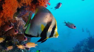 Stunning Underwater Footage and ASMR | Relax with Nature | BBC Earth