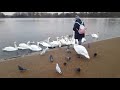 Cisne muerde a turista en Hyde Park, Londres.