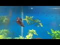 Adding 20 Betta Fish in 50 Gallon Community Tank