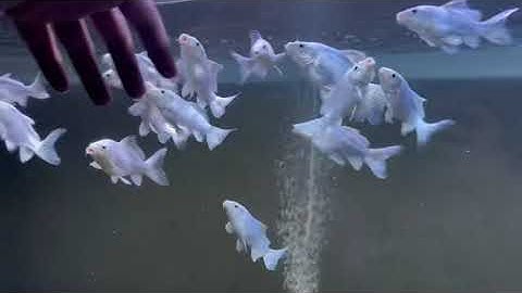 Thức ăn thúc size cho mấy bé phi tần mini - Thức ăn chuyên dụng nội địa Trung