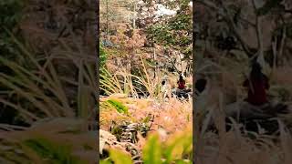 Kali Biru Genyem Jayapura Papua #shorts #wisatapapua #alamjayapura#fotagedrone#btkvlog