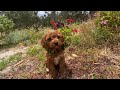 Banksia park puppies cavoodles