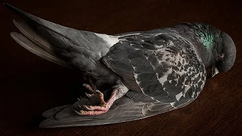 How to clean and prep pigeons