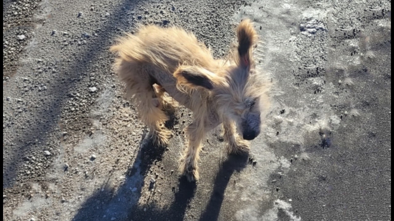 Abandoned Dog Waited For Owner For His False Promise Until Her Paws ...