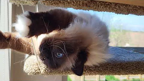 Video 8969701: cat enjoying sun, birman cat, happy cat